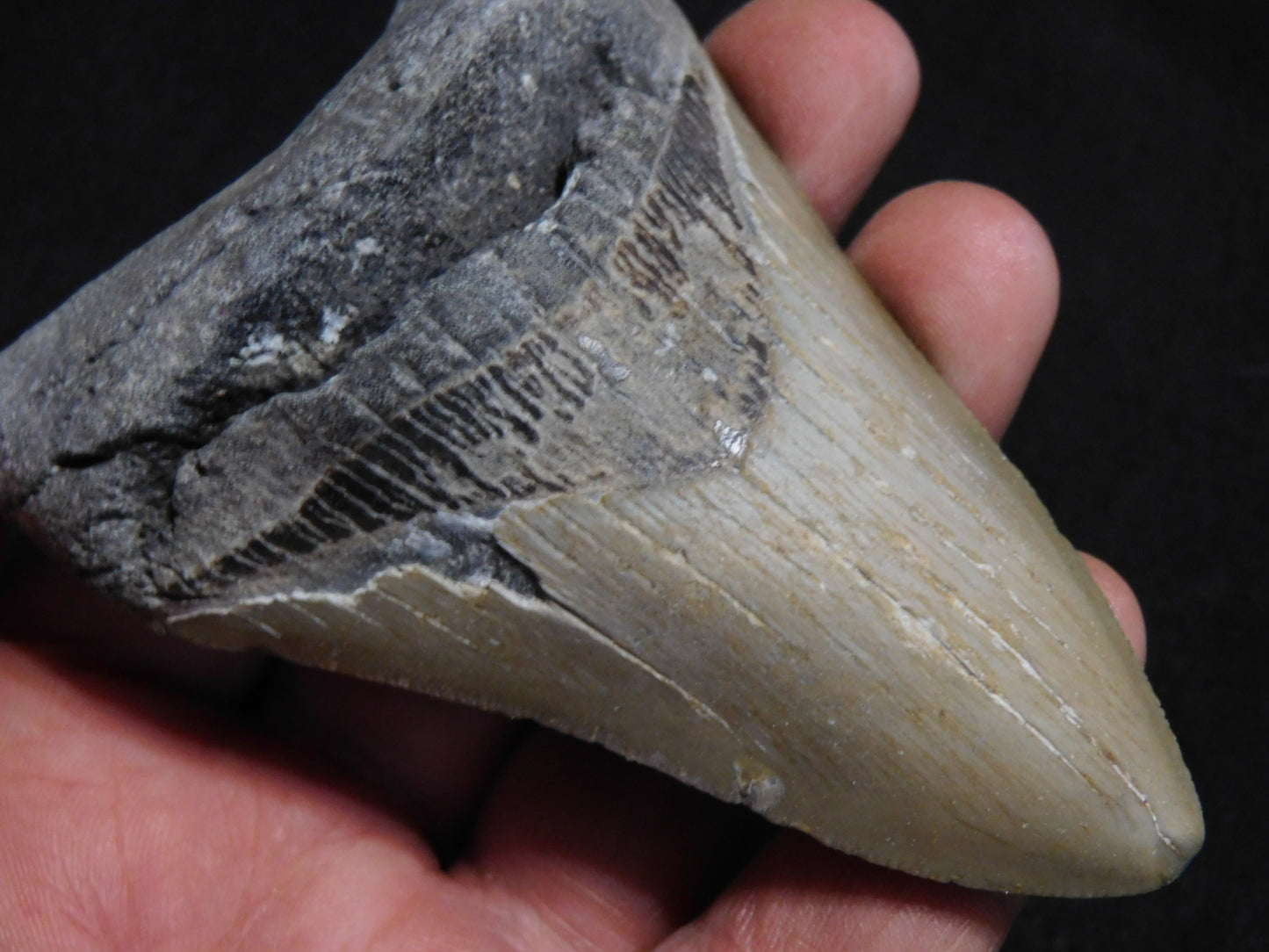 3.9 inch Megalodon Tooth