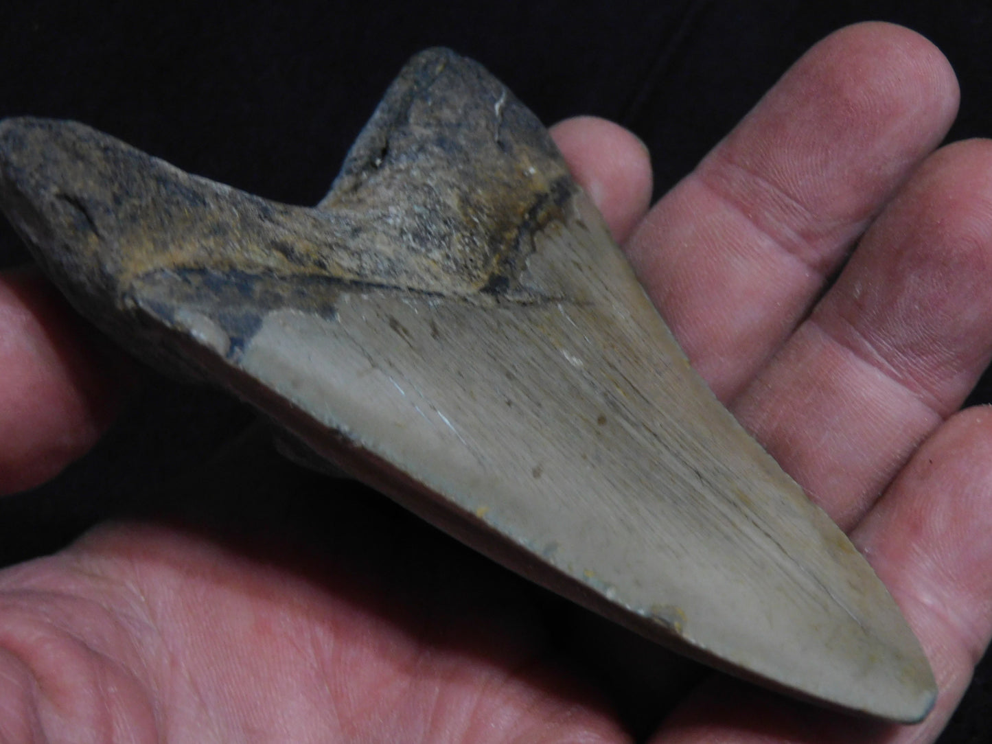 3.9 inch Megalodon Tooth