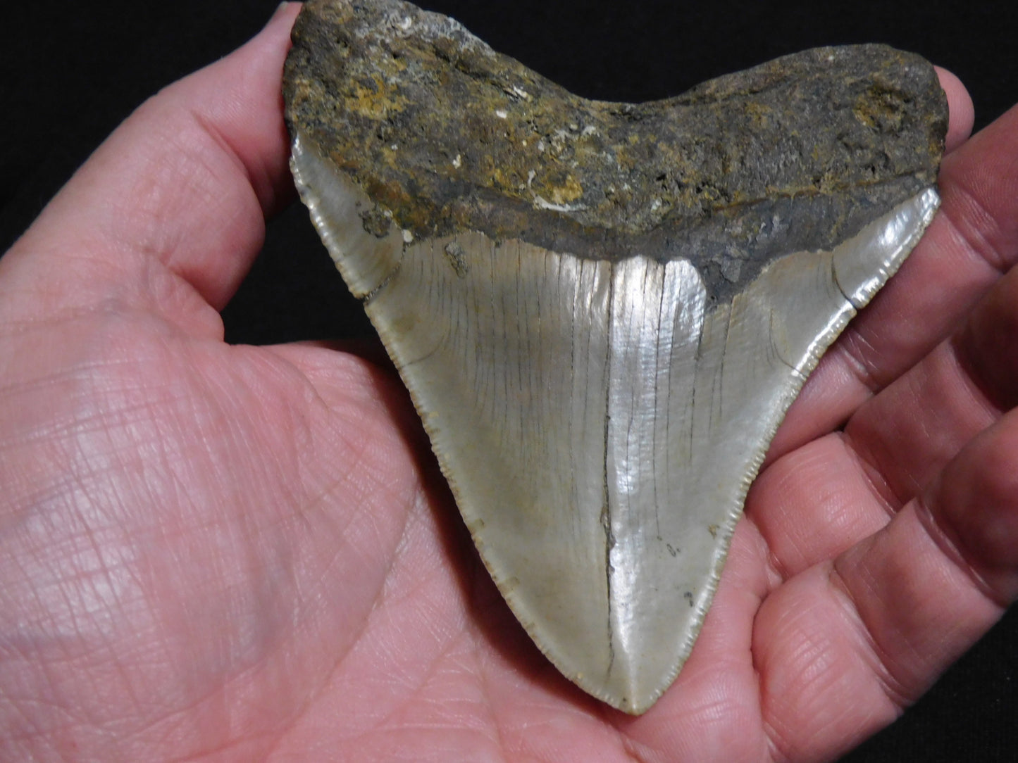 4.3 inch Megalodon Tooth