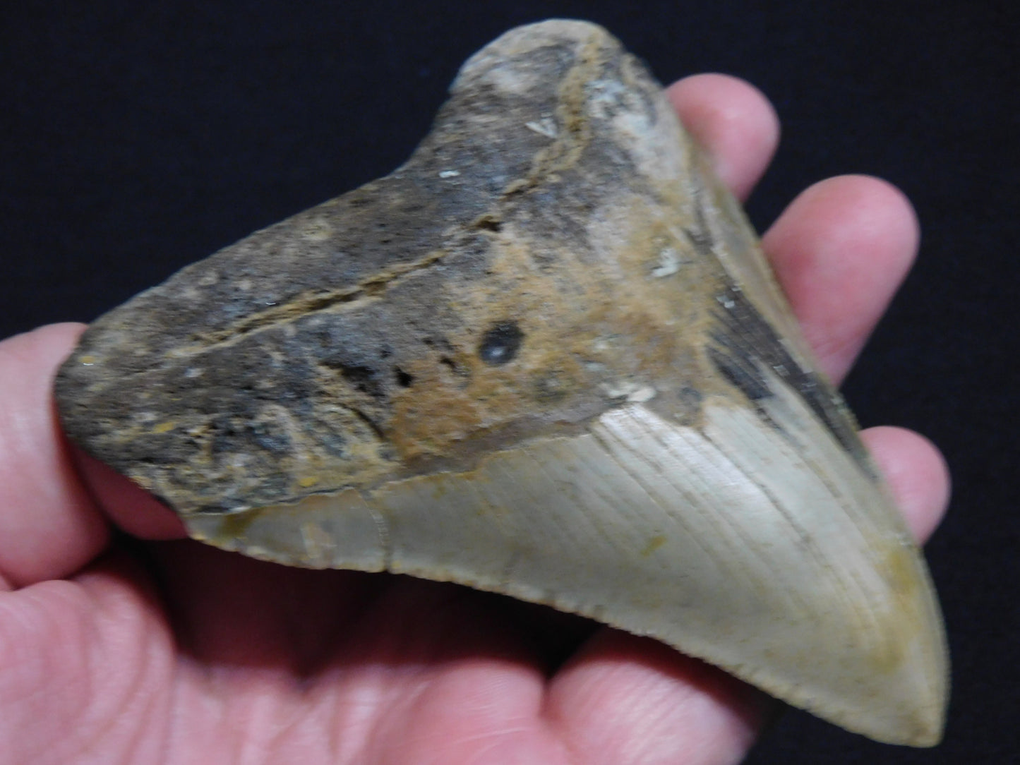 4.3 inch Megalodon Tooth