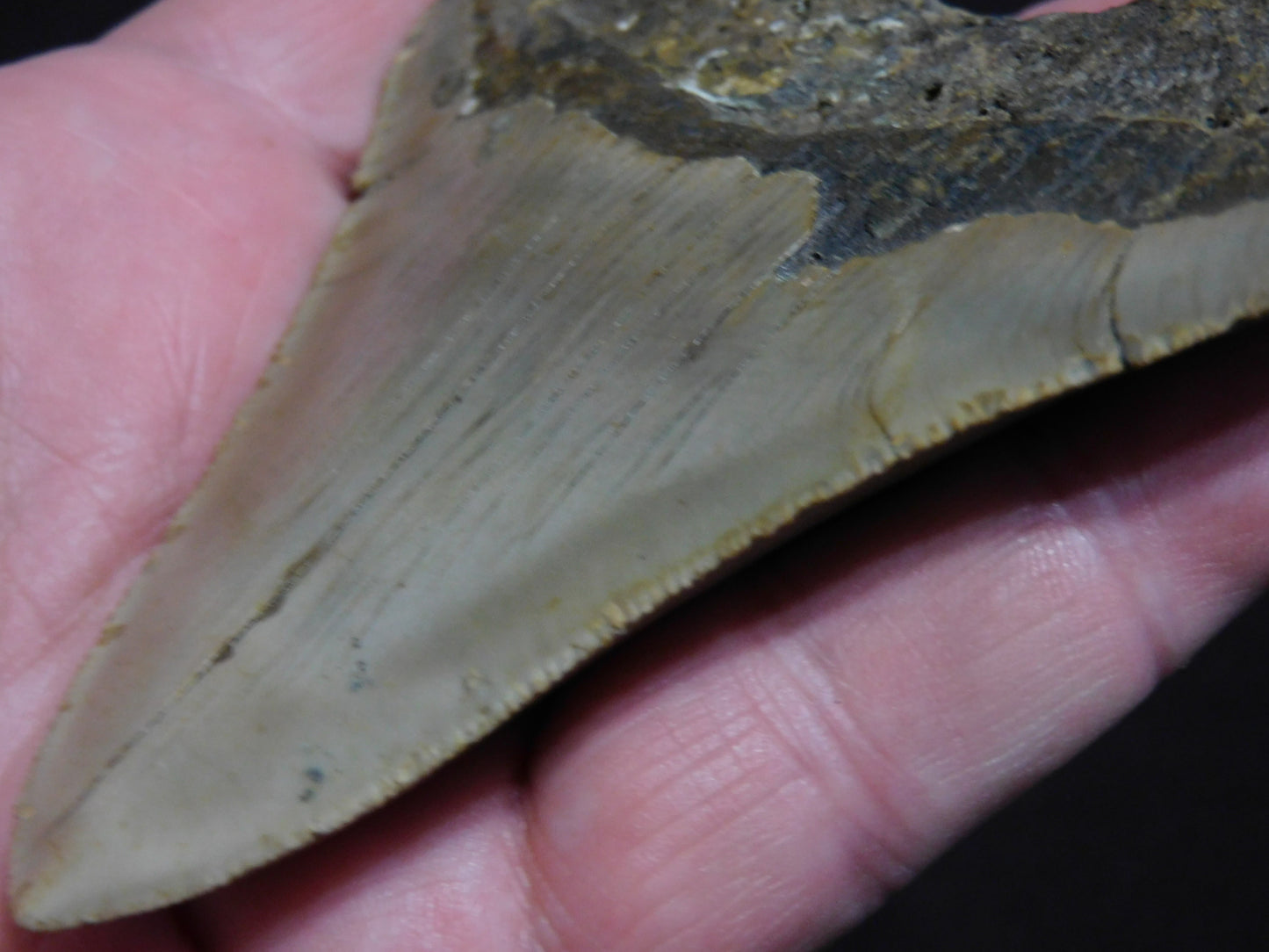4.3 inch Megalodon Tooth