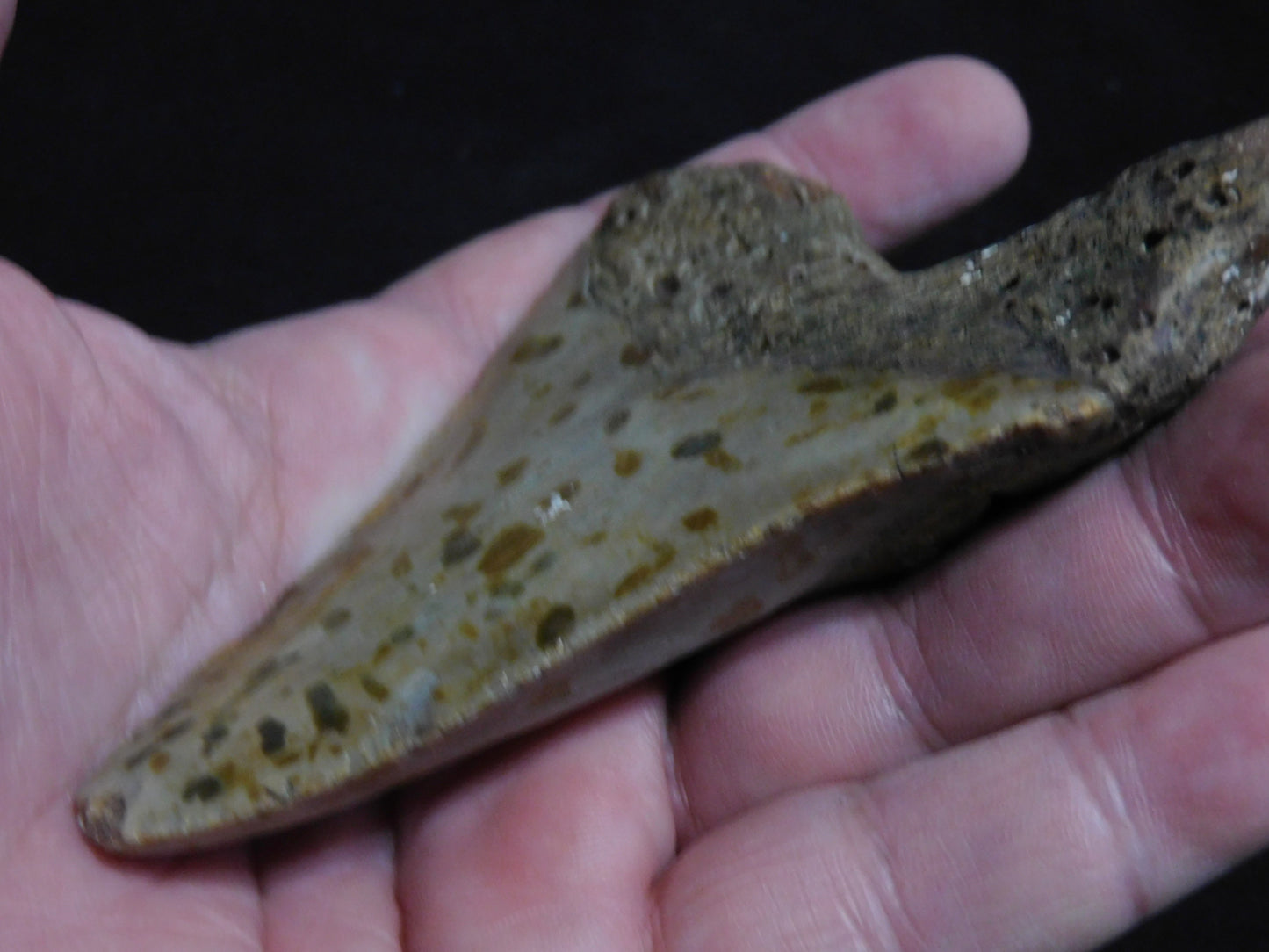 4.1 inch Megalodon Tooth with Barnacle