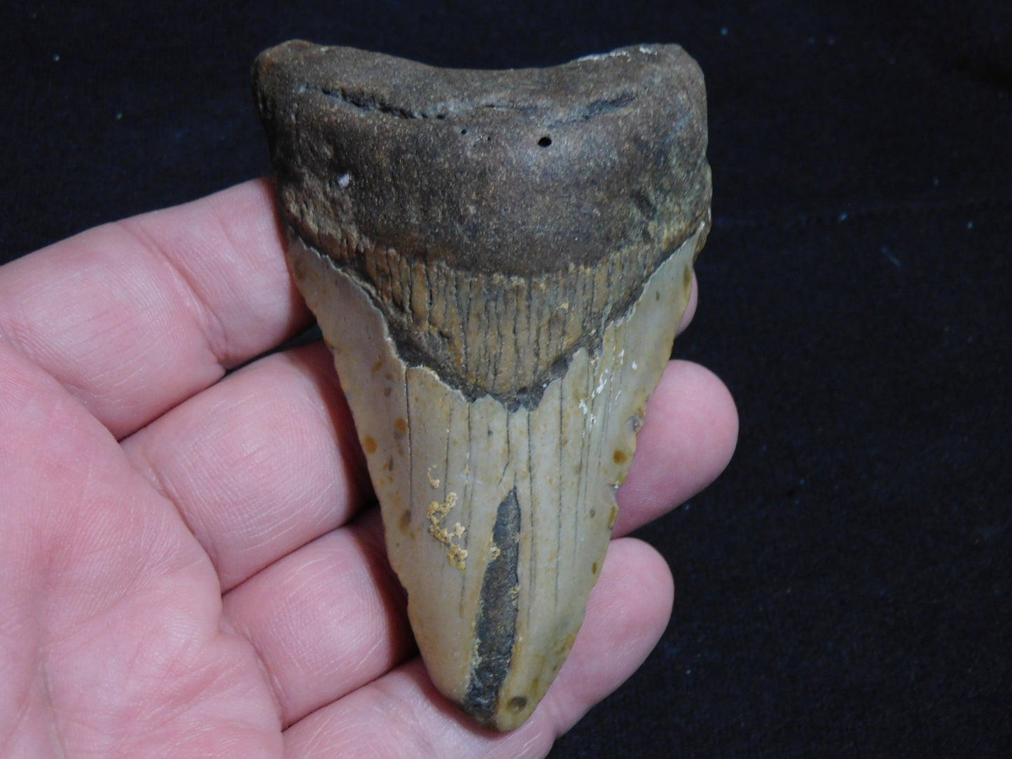 3.5 inch Megalodon Tooth