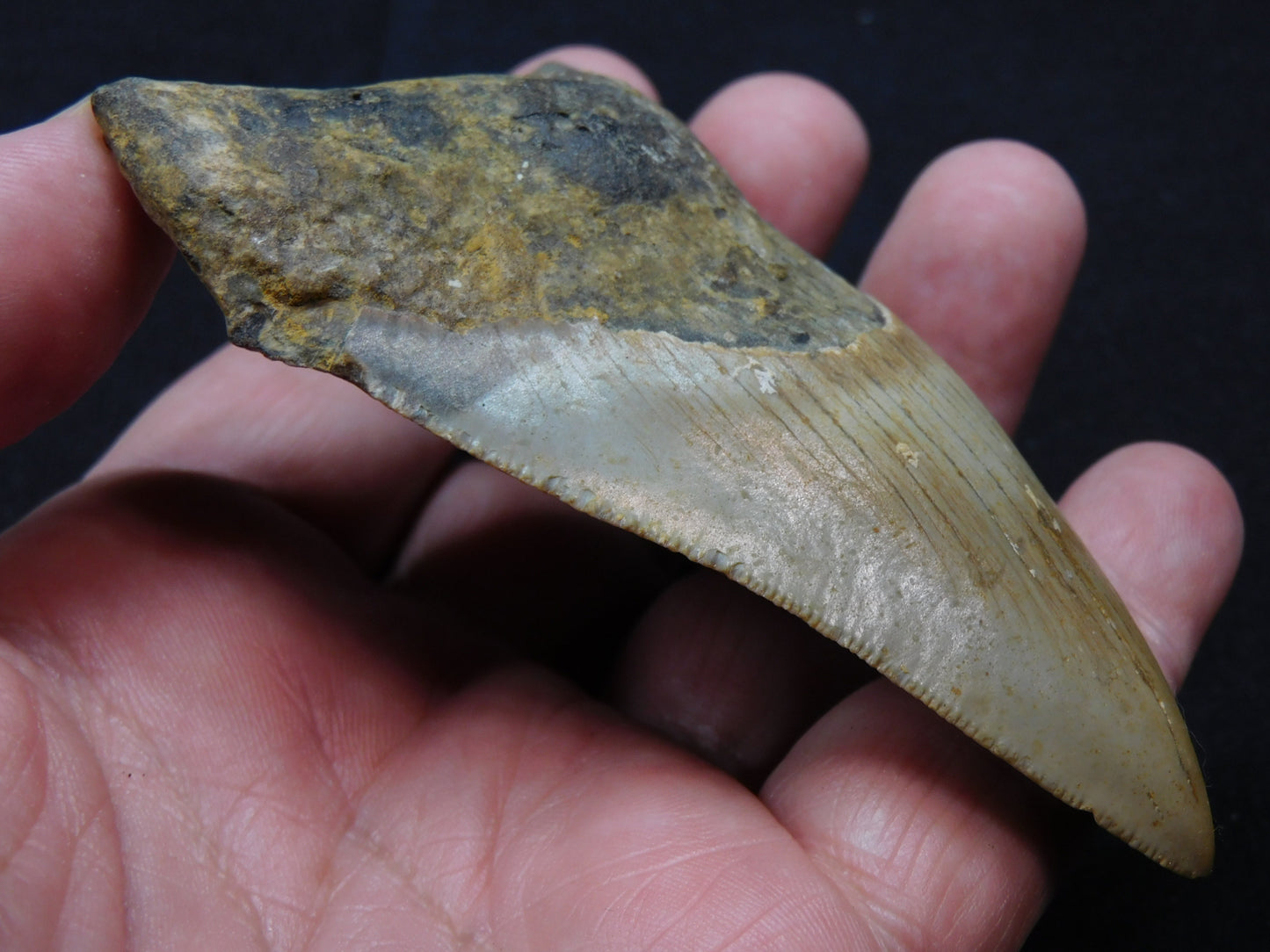 3.8 inch Megalodon Tooth