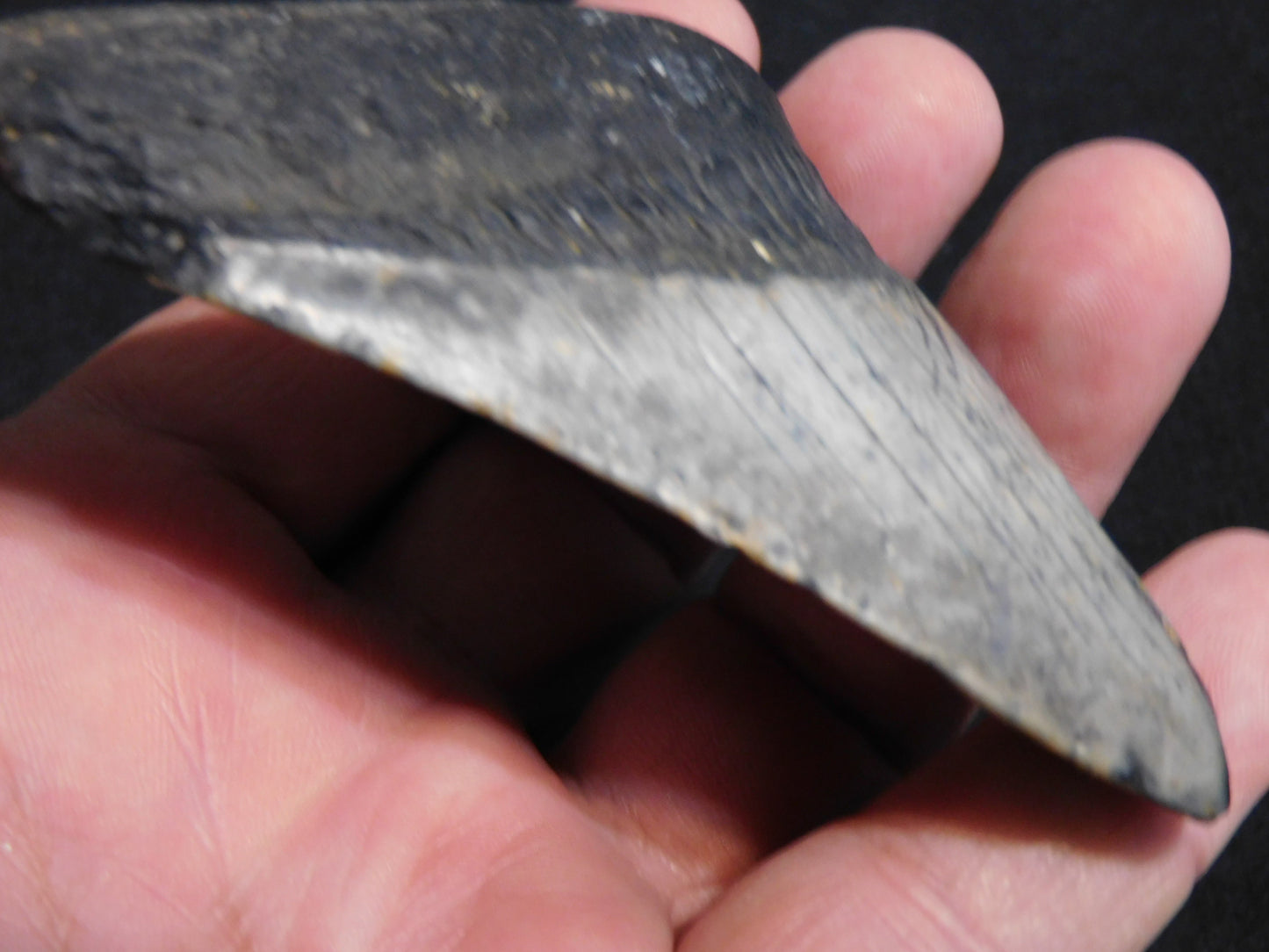 3.5 inch Megalodon Tooth