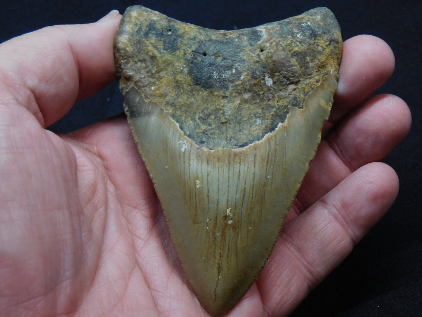 3.8 inch Megalodon Tooth