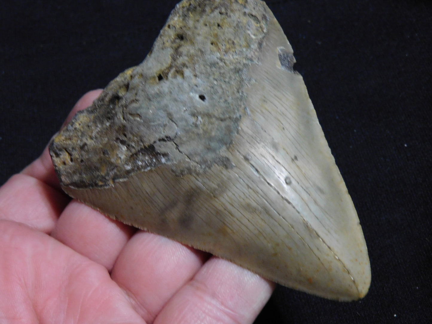 3.7 inch Megalodon Tooth