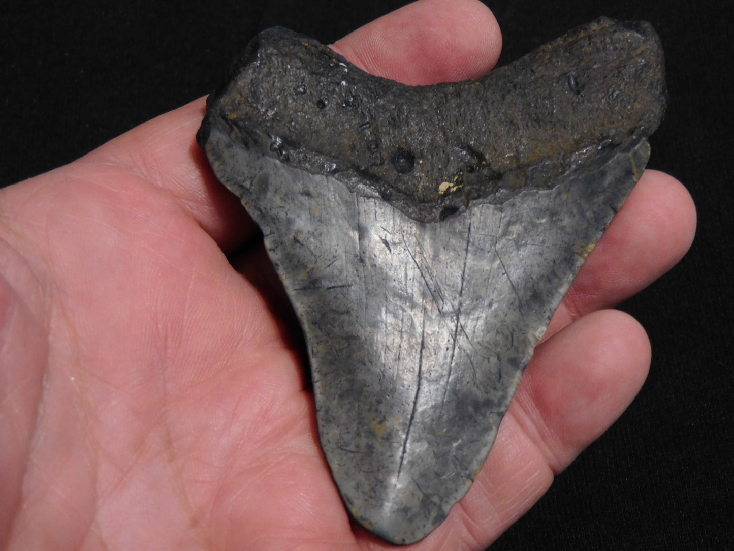 3.5 inch Megalodon Tooth
