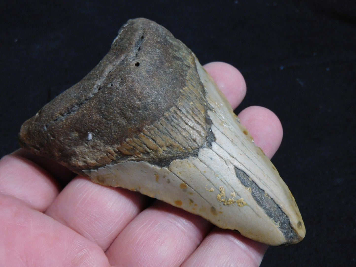 3.5 inch Megalodon Tooth