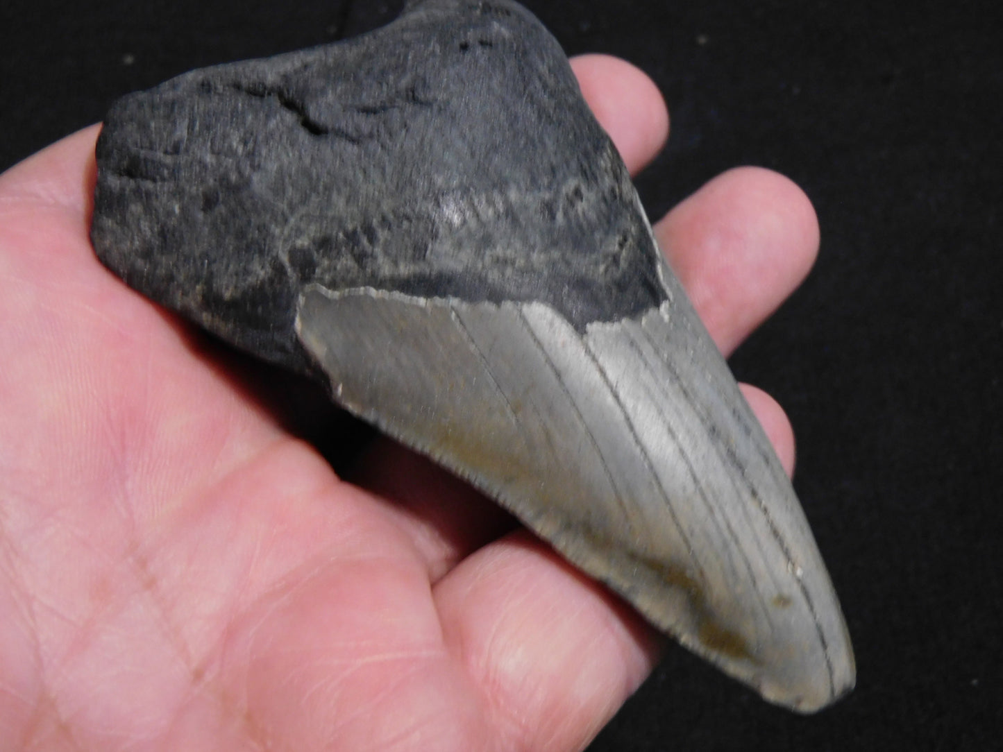 4.2 inch Megalodon Tooth
