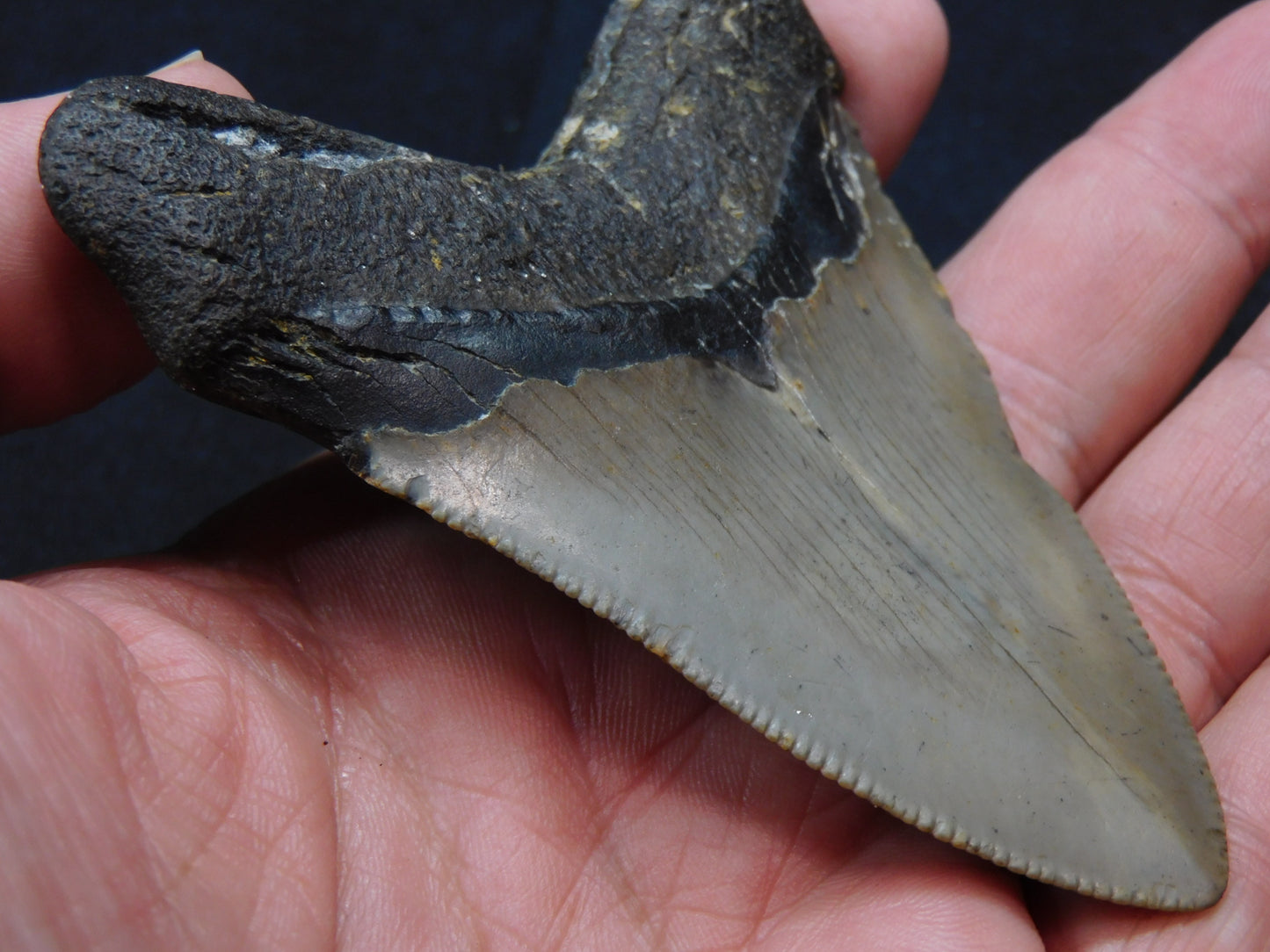 3.5 inch Megalodon Tooth