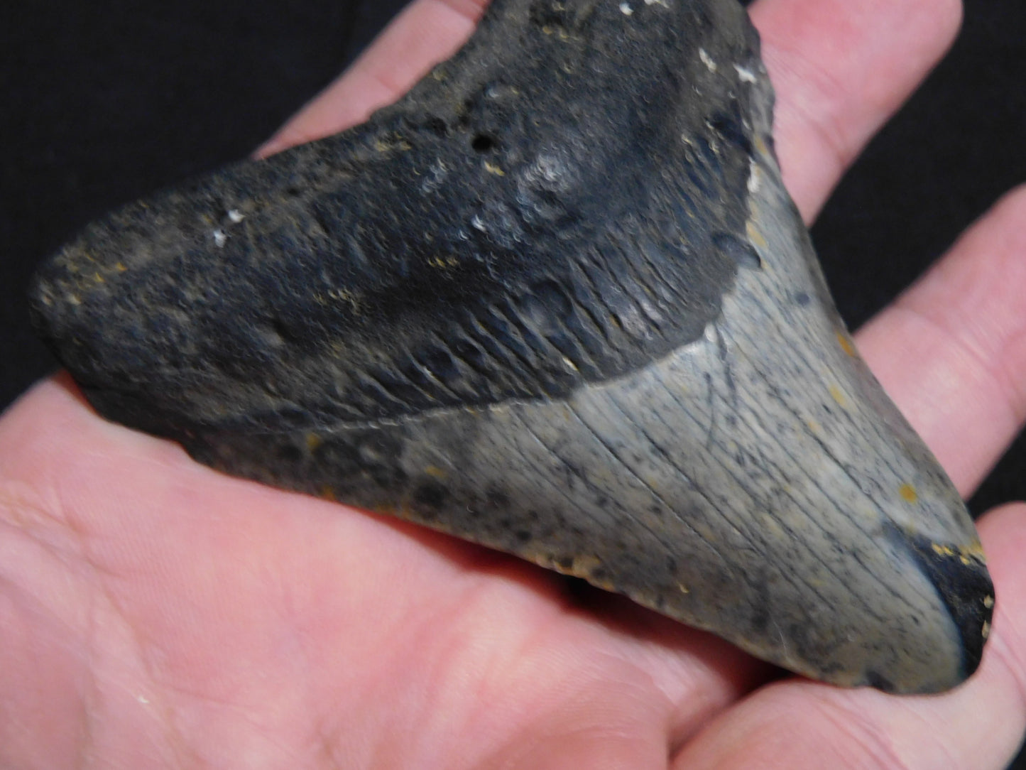 3.5 inch Megalodon Tooth