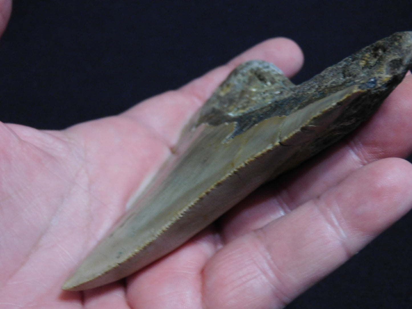 4.3 inch Megalodon Tooth