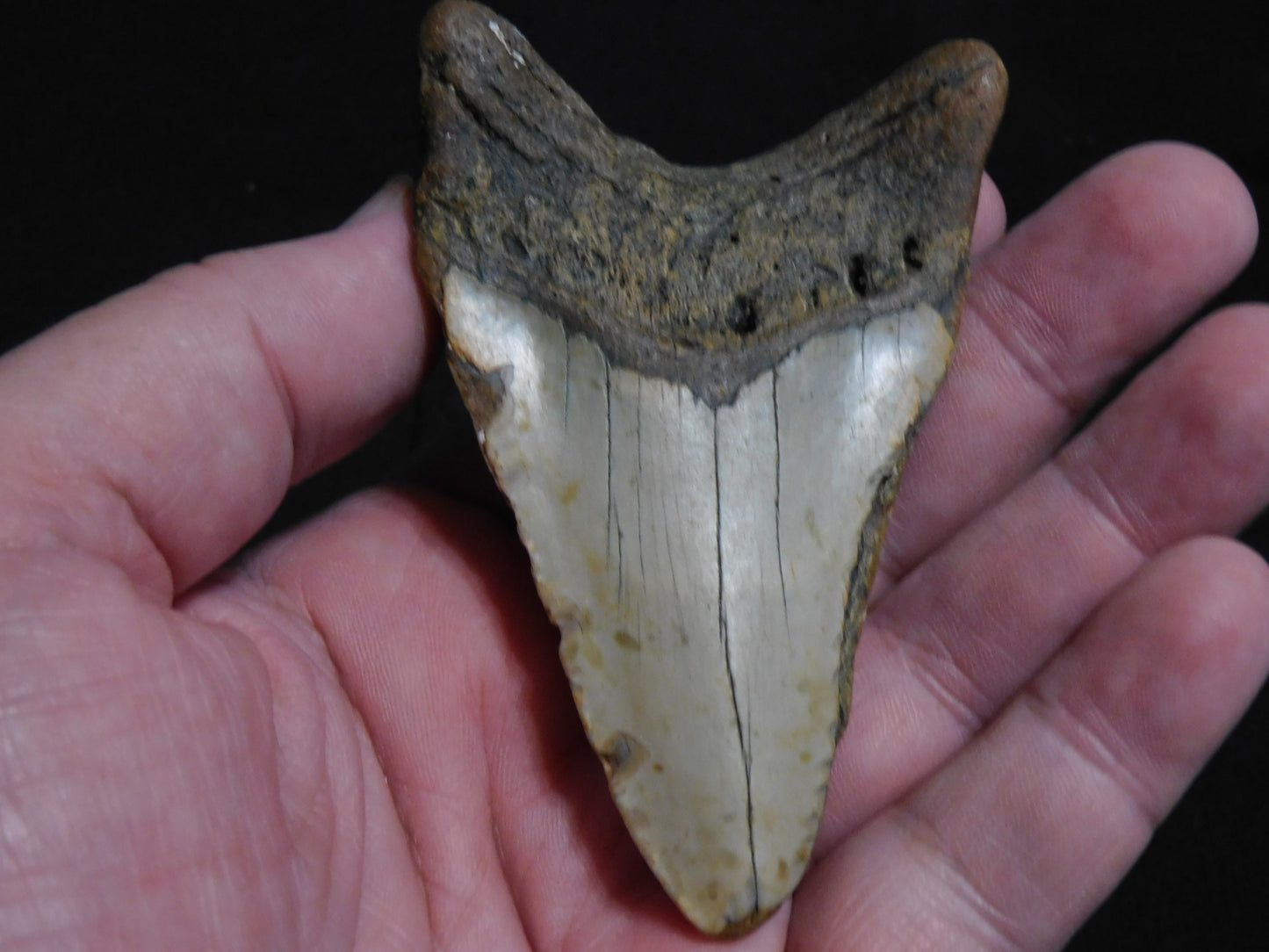 3.5 inch Megalodon Tooth