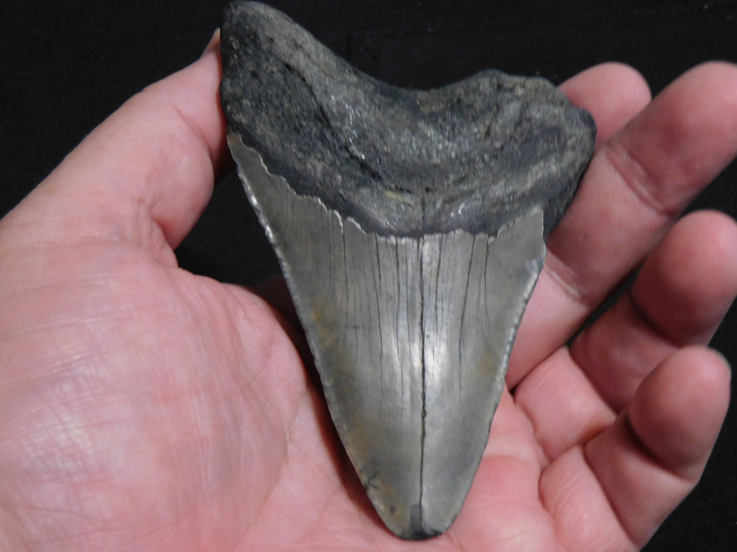 4.2 inch Megalodon Tooth