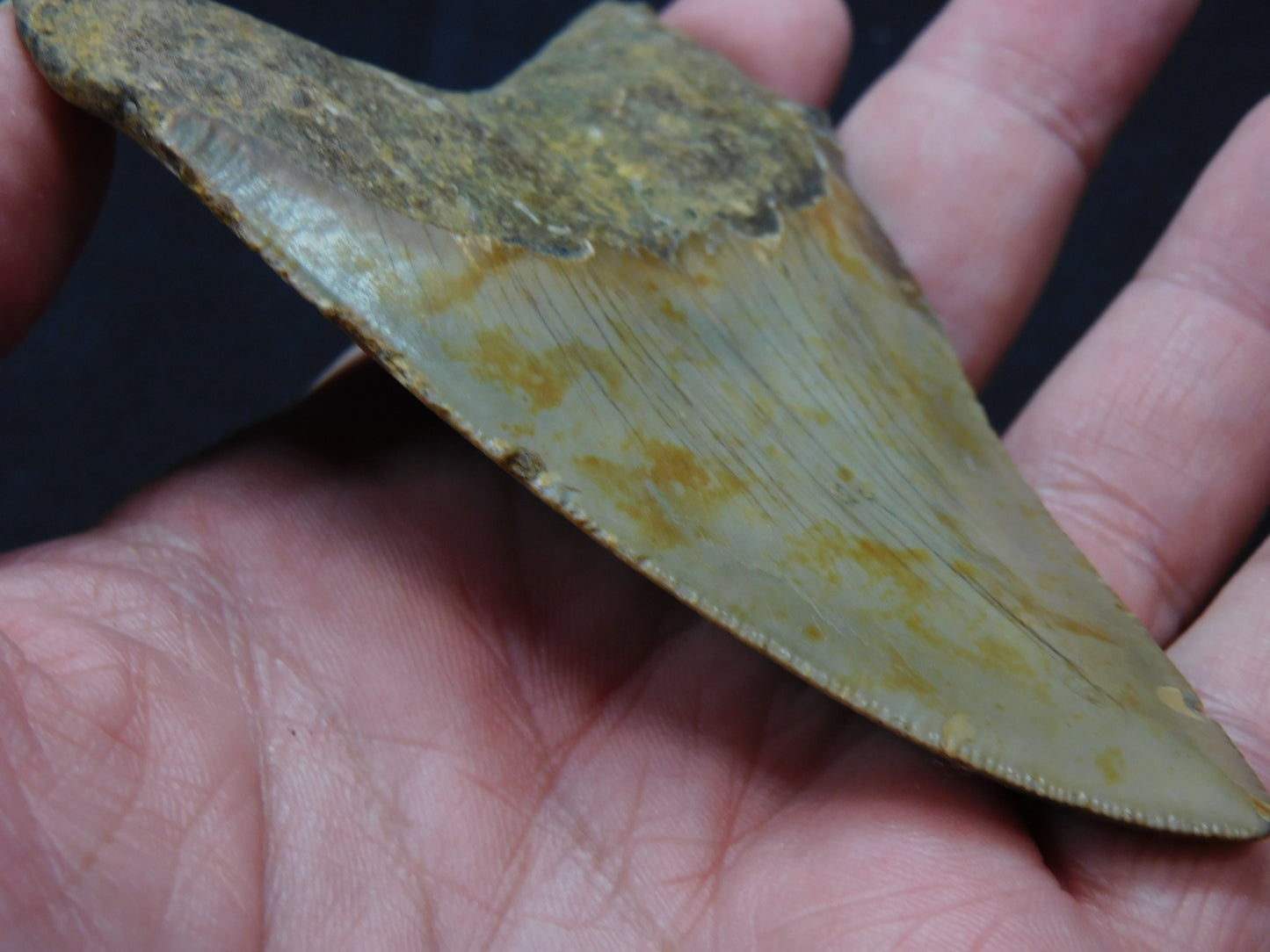 3.8 inch Megalodon Tooth