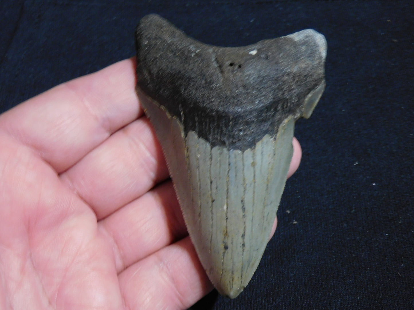 3.7 inch Megalodon Tooth Classic Lower