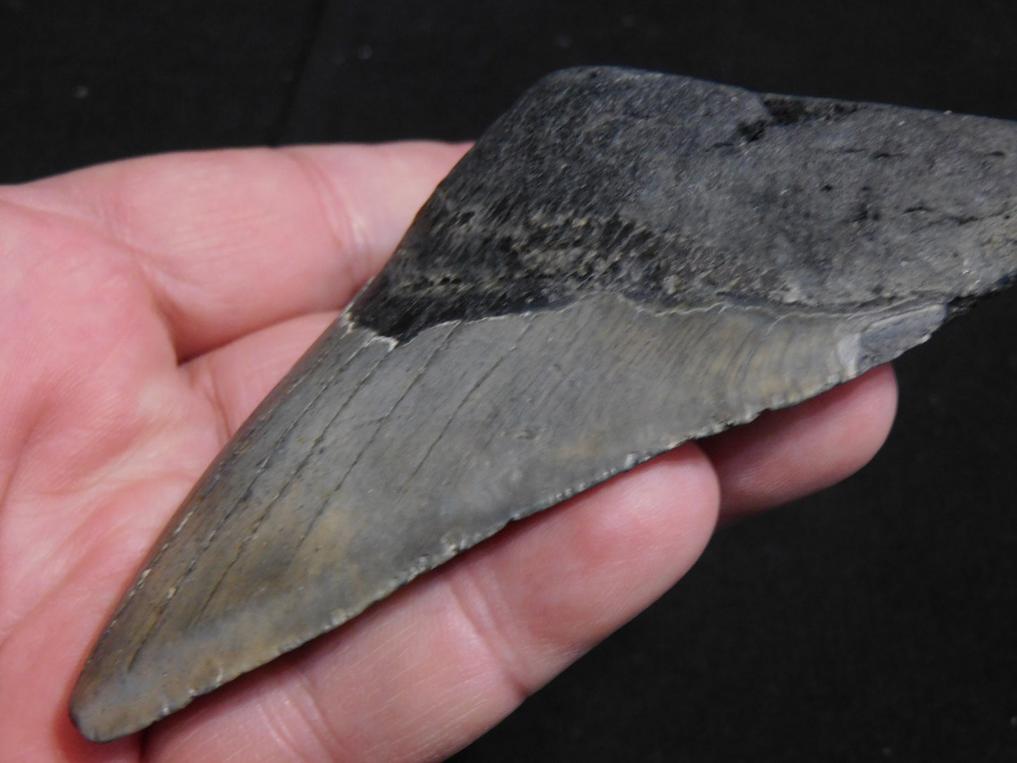 4.2 inch Megalodon Tooth