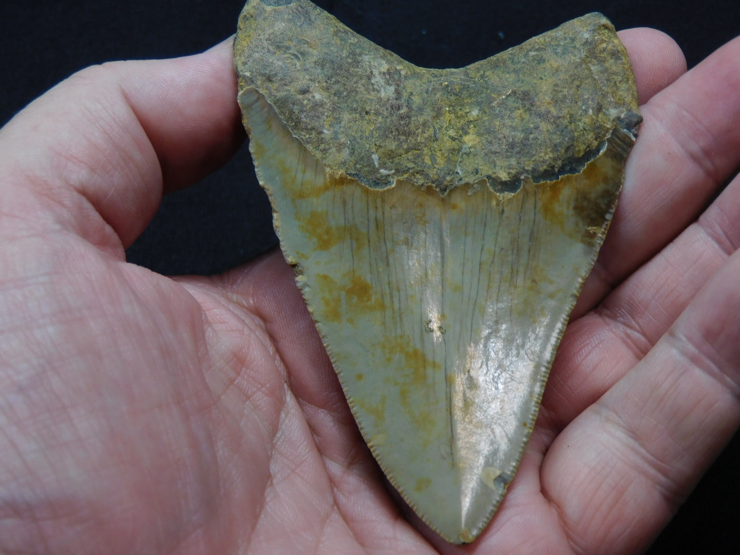 3.8 inch Megalodon Tooth