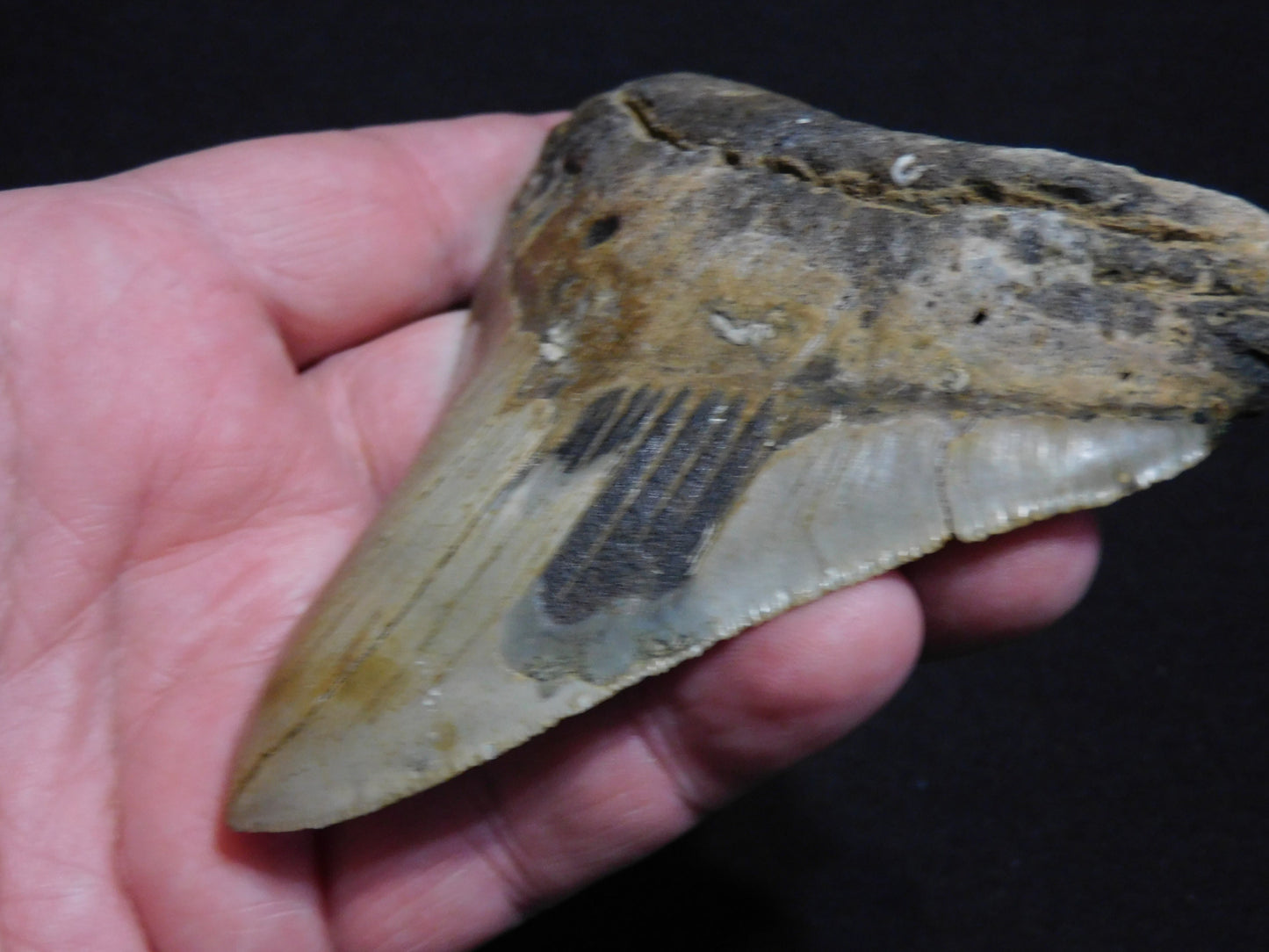 4.3 inch Megalodon Tooth