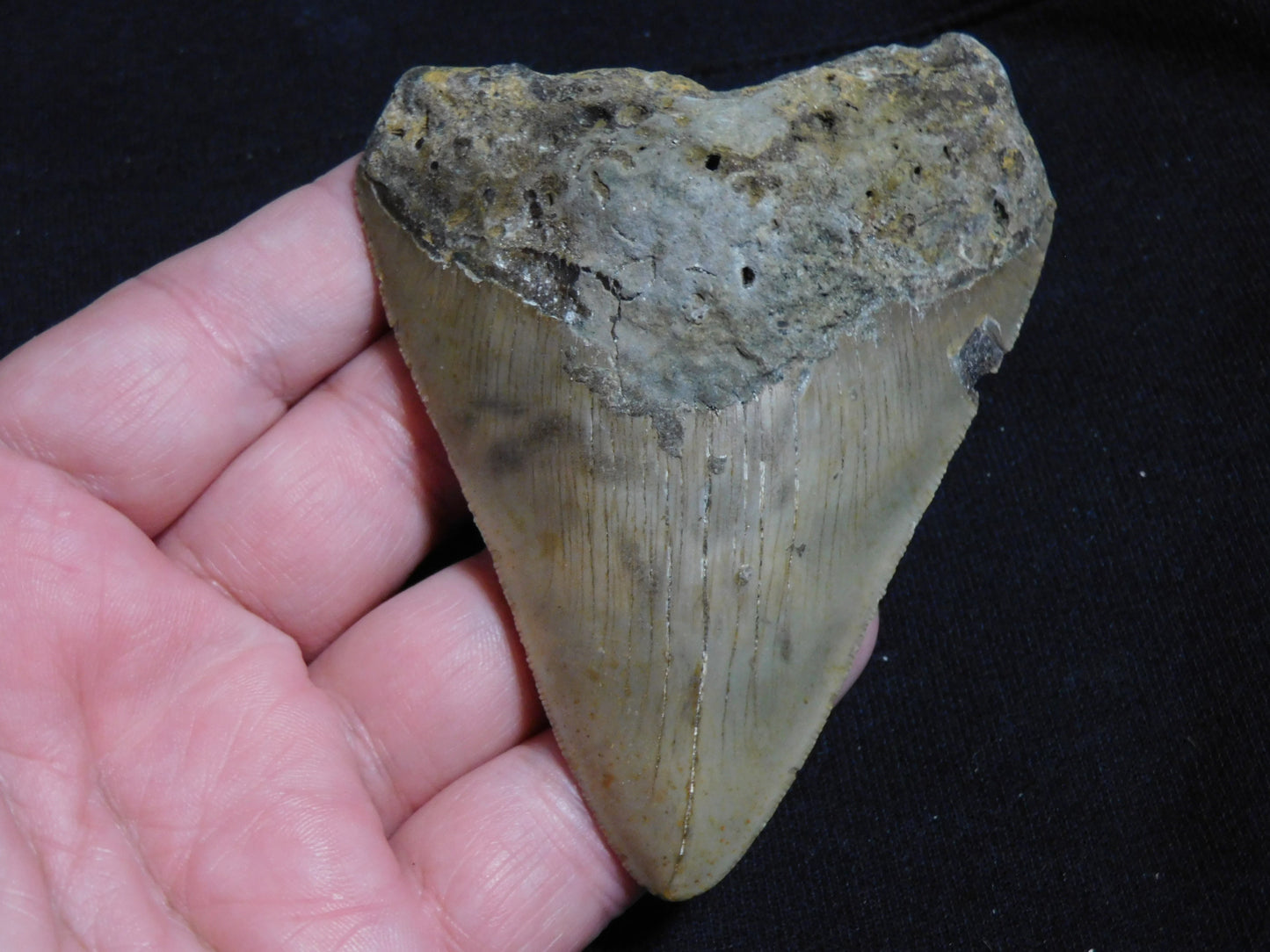 3.7 inch Megalodon Tooth