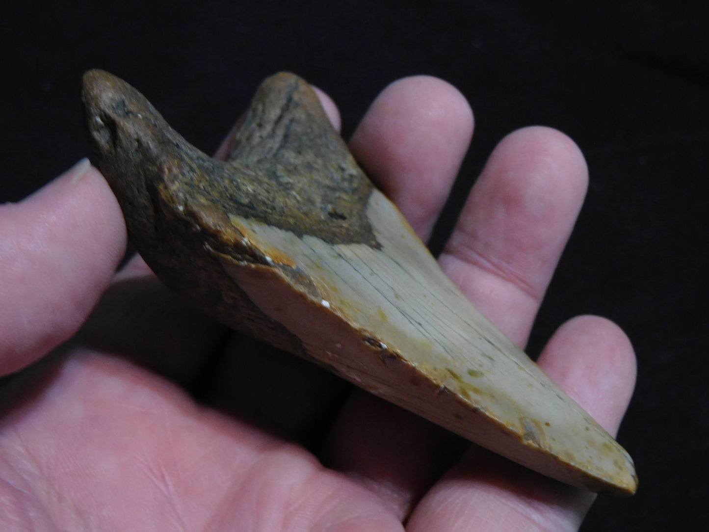 3.5 inch Megalodon Tooth
