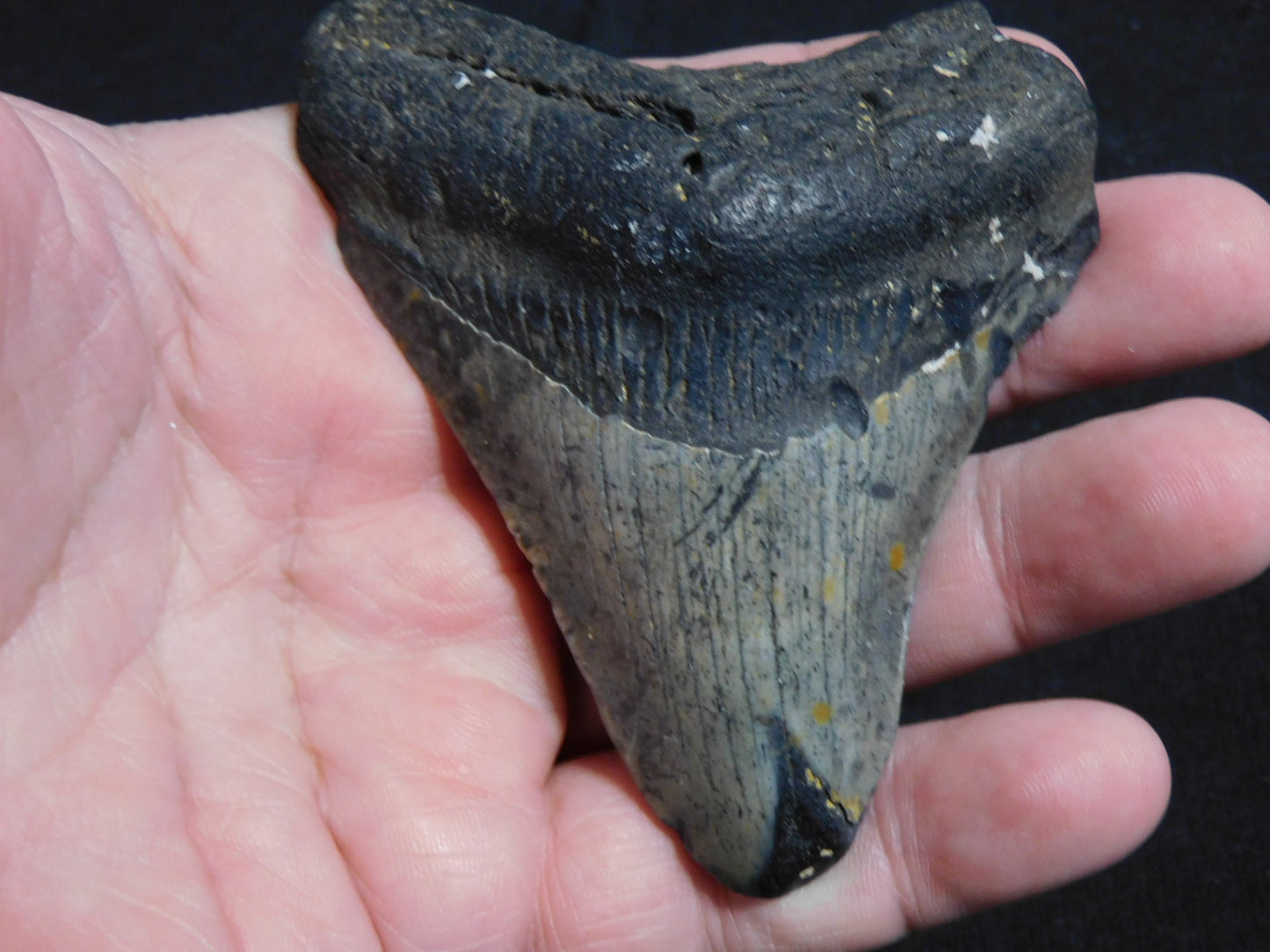 3.5 inch Megalodon Tooth