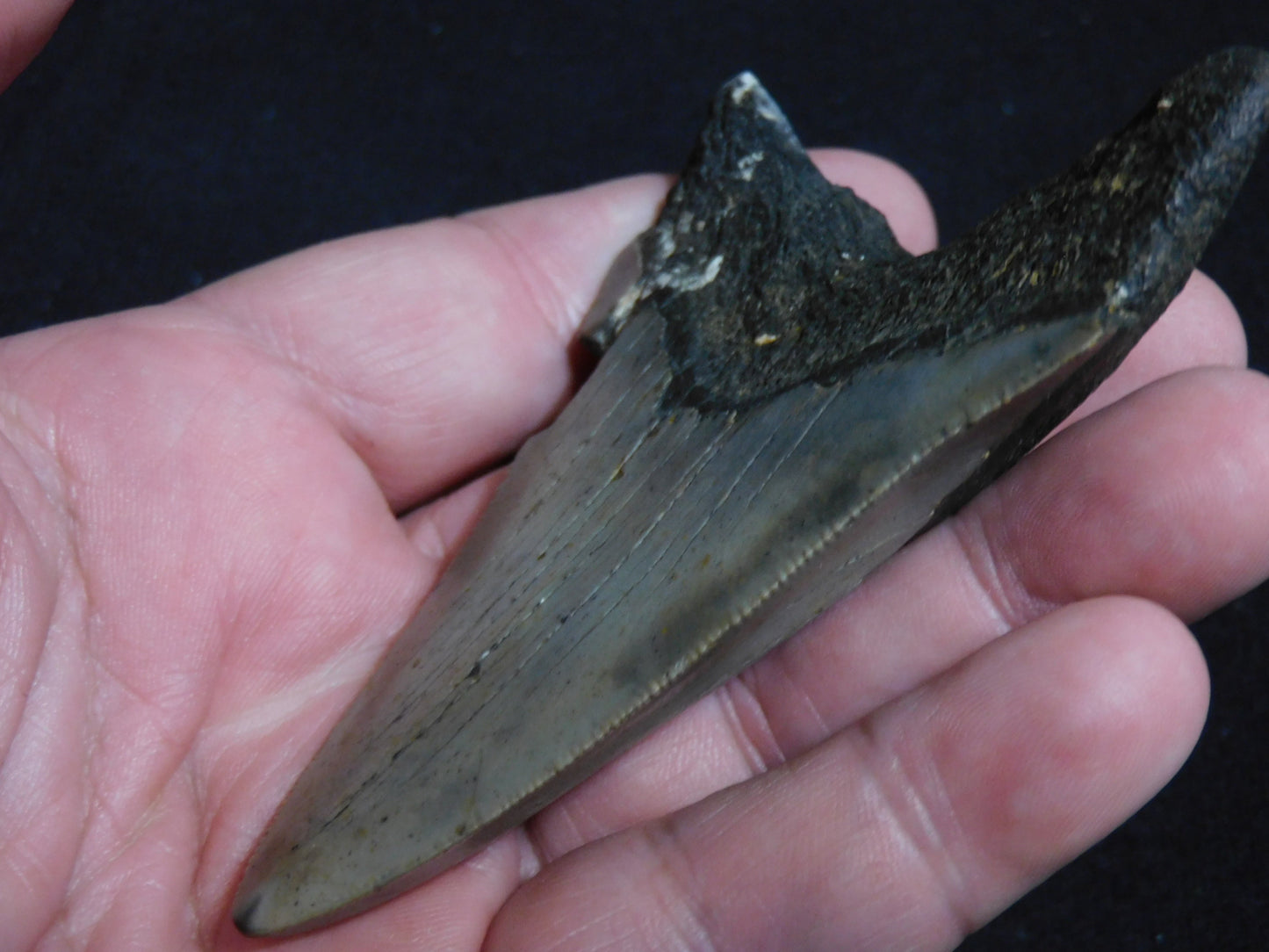 3.7 inch Megalodon Tooth Classic Lower