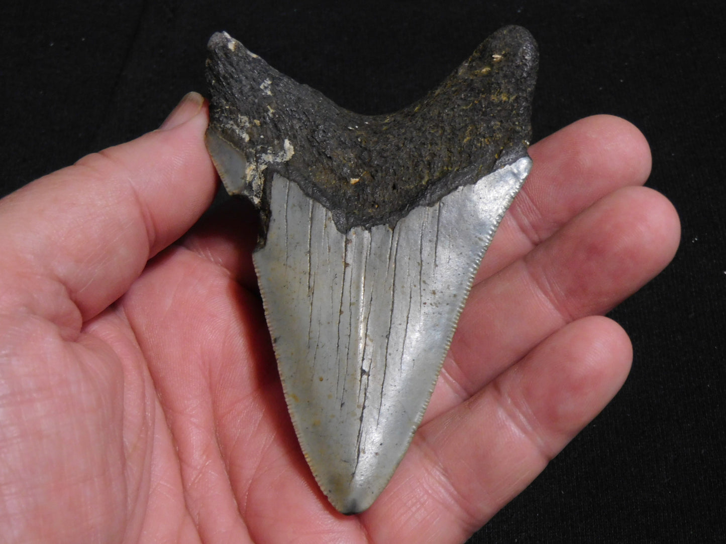 3.7 inch Megalodon Tooth Classic Lower
