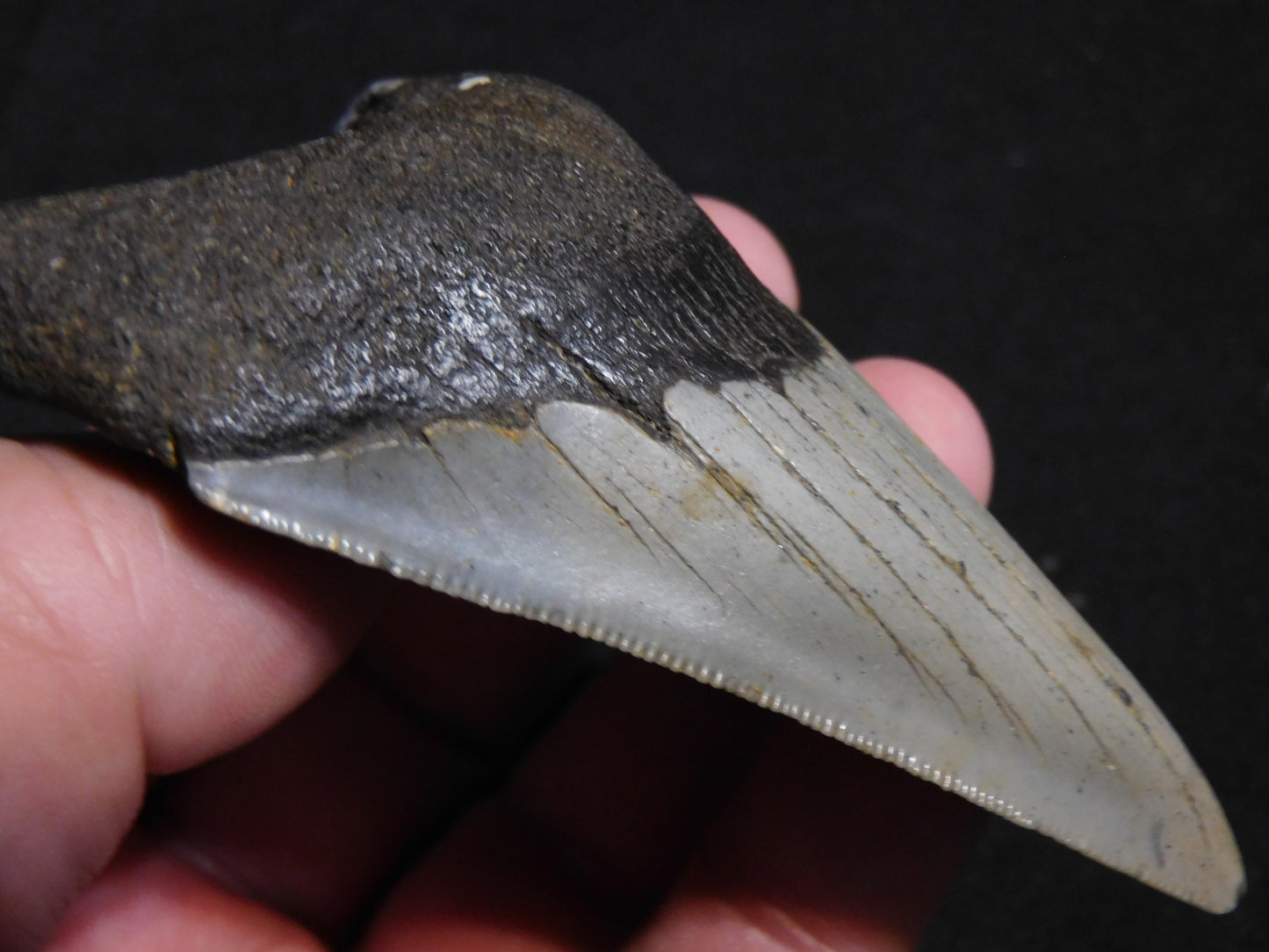 3.7 inch Megalodon Tooth Classic Lower
