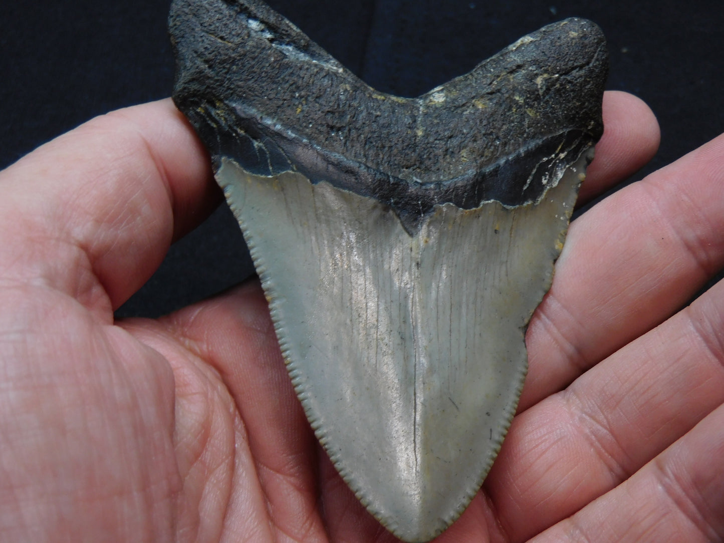 3.5 inch Megalodon Tooth