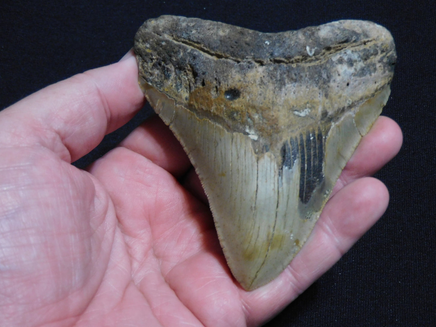 4.3 inch Megalodon Tooth