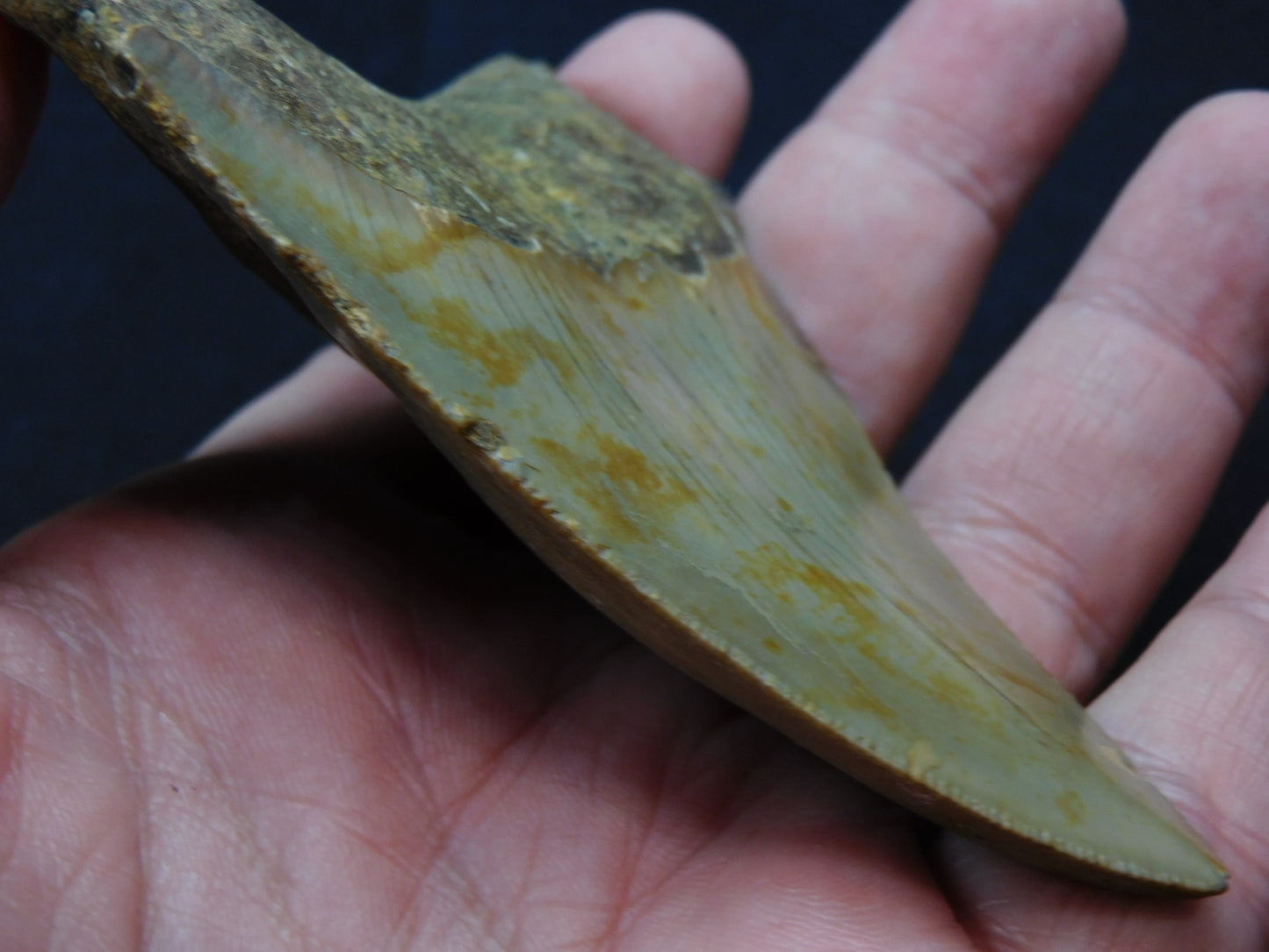 3.8 inch Megalodon Tooth