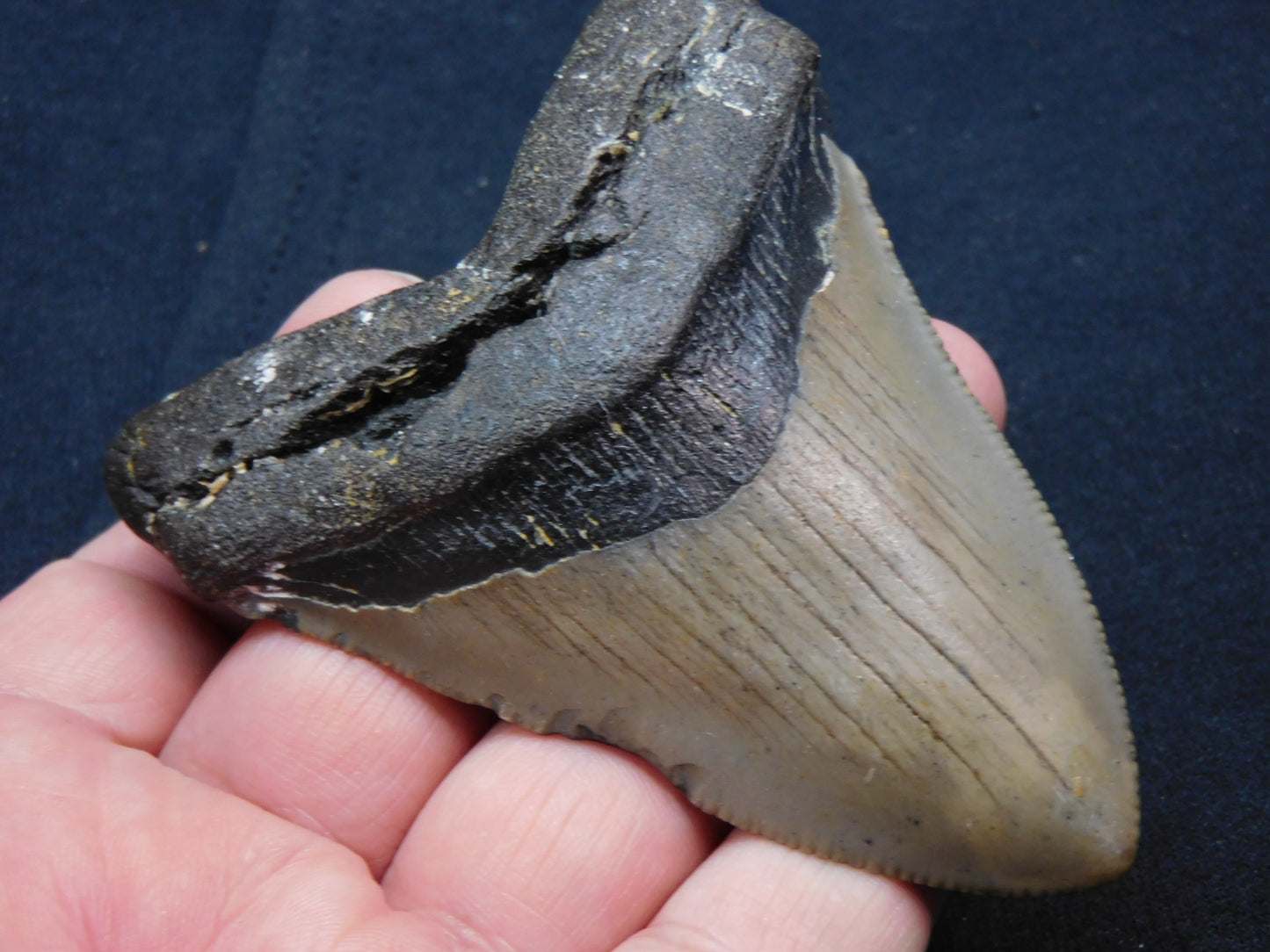 3.5 inch Megalodon Tooth
