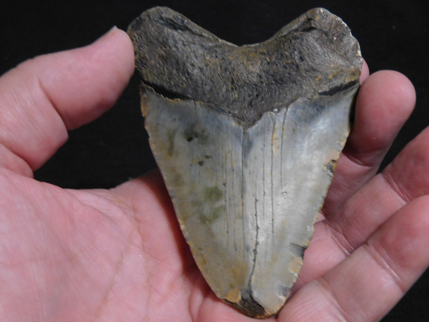 3.6 inch Megalodon Tooth with Barnacle