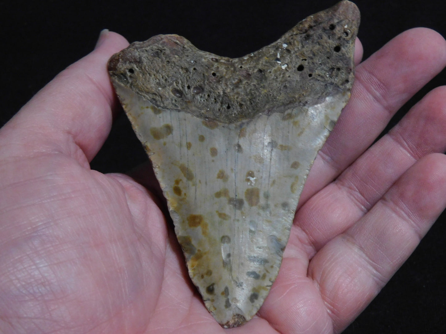 4.1 inch Megalodon Tooth with Barnacle