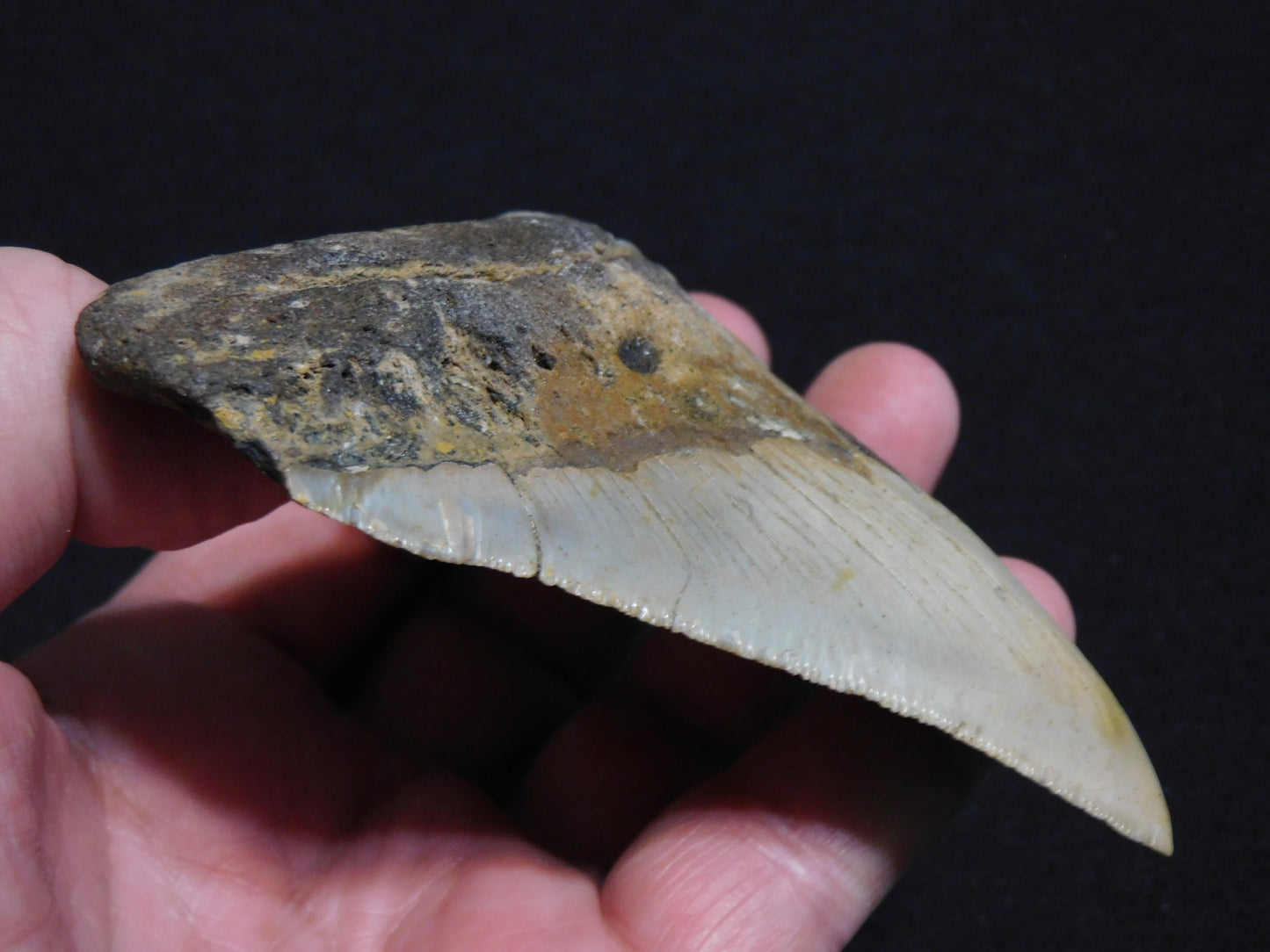 4.3 inch Megalodon Tooth