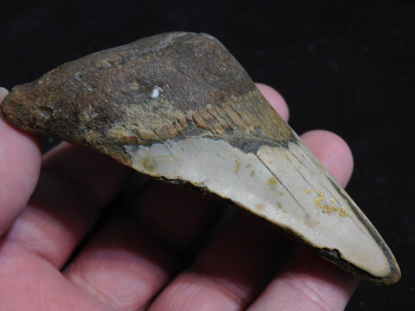 3.5 inch Megalodon Tooth
