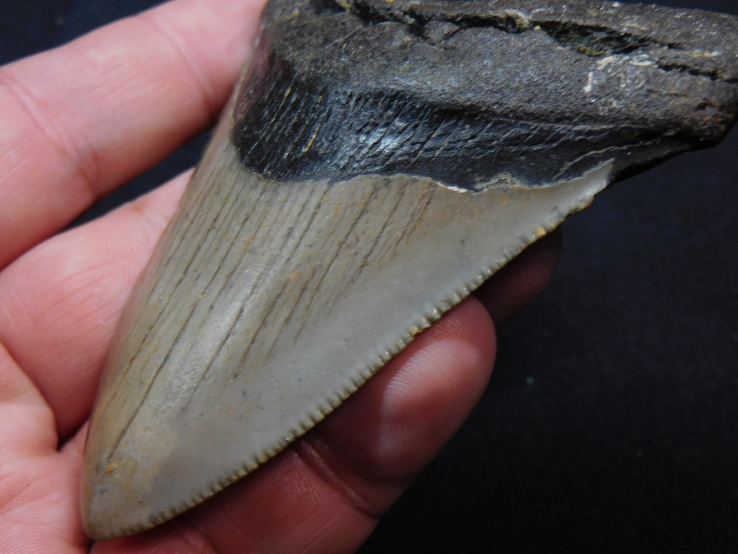 3.5 inch Megalodon Tooth