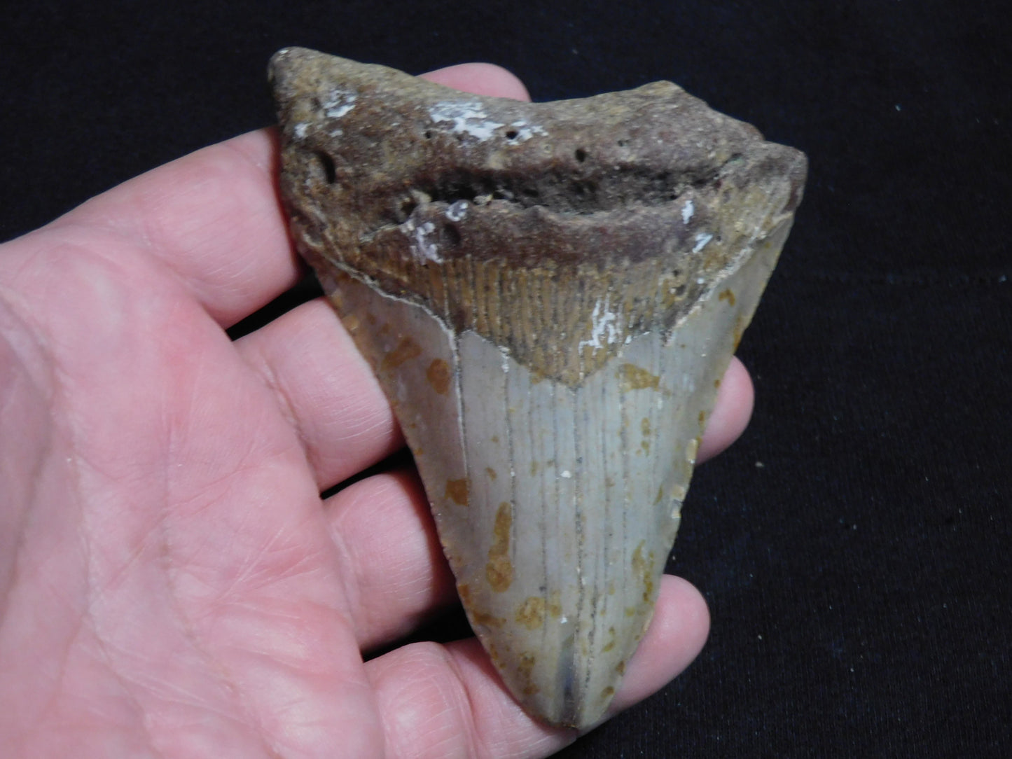 4.1 inch Megalodon Tooth with Barnacle
