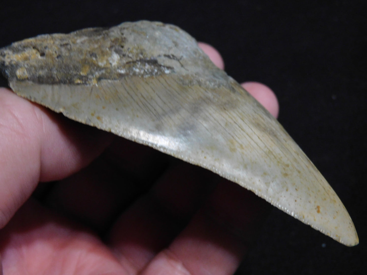 3.7 inch Megalodon Tooth