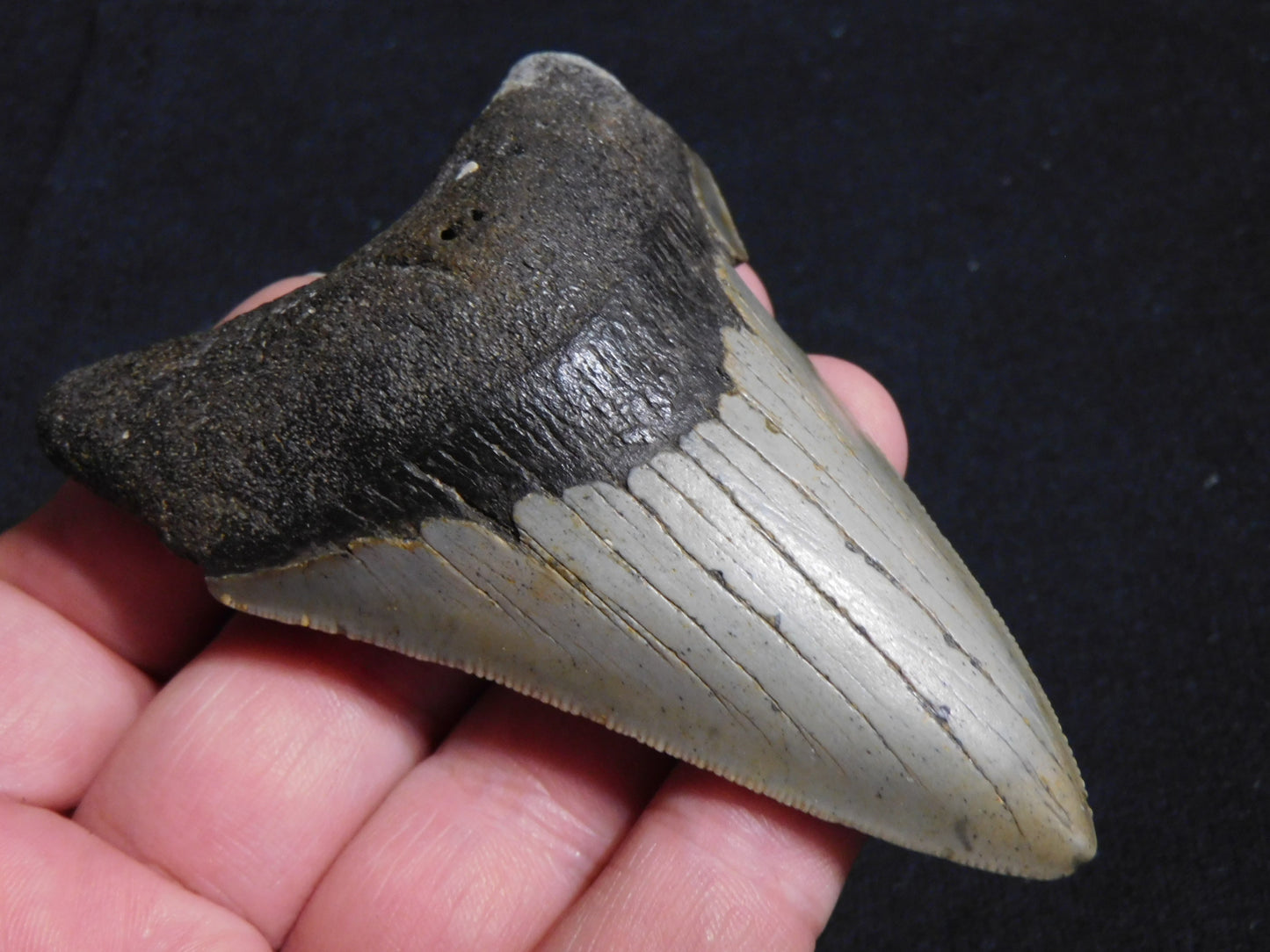 3.7 inch Megalodon Tooth Classic Lower