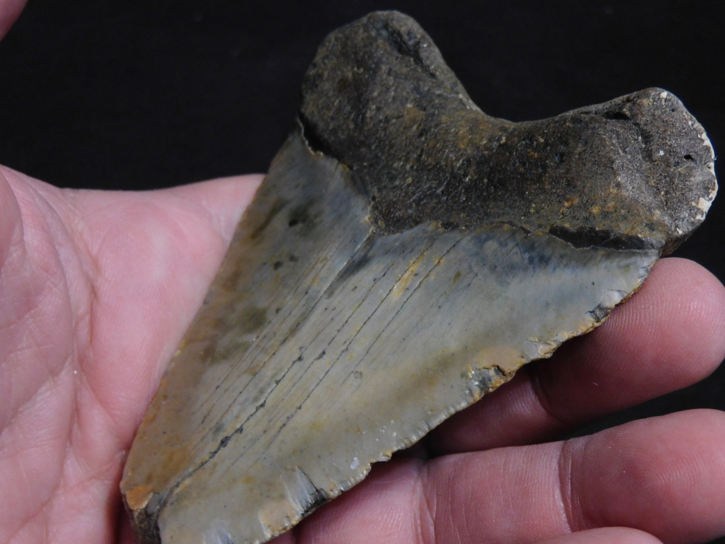 3.6 inch Megalodon Tooth with Barnacle