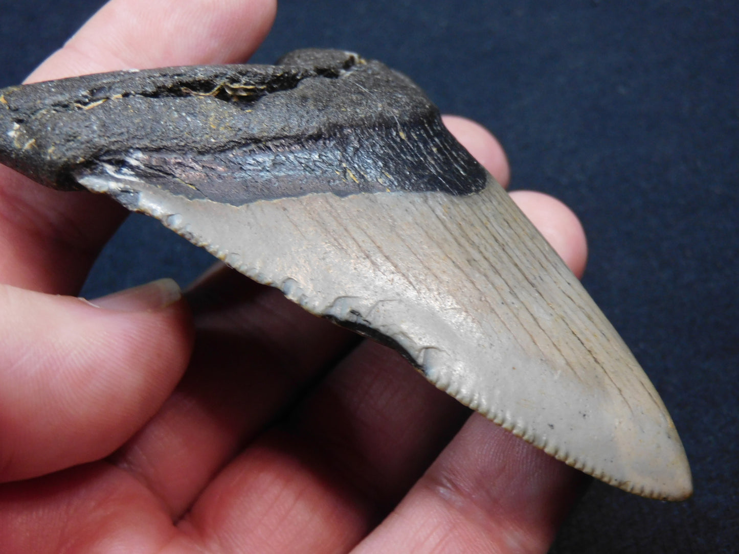 3.5 inch Megalodon Tooth