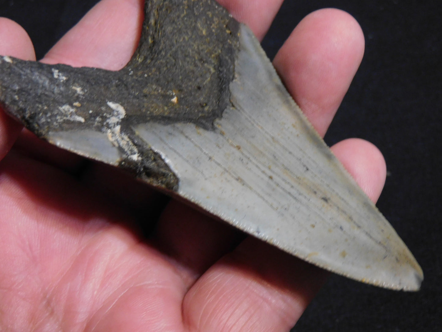 3.7 inch Megalodon Tooth Classic Lower