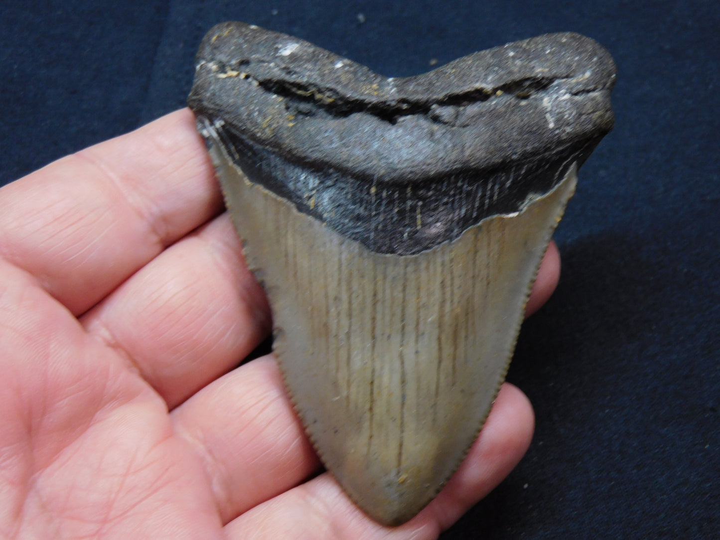 3.5 inch Megalodon Tooth