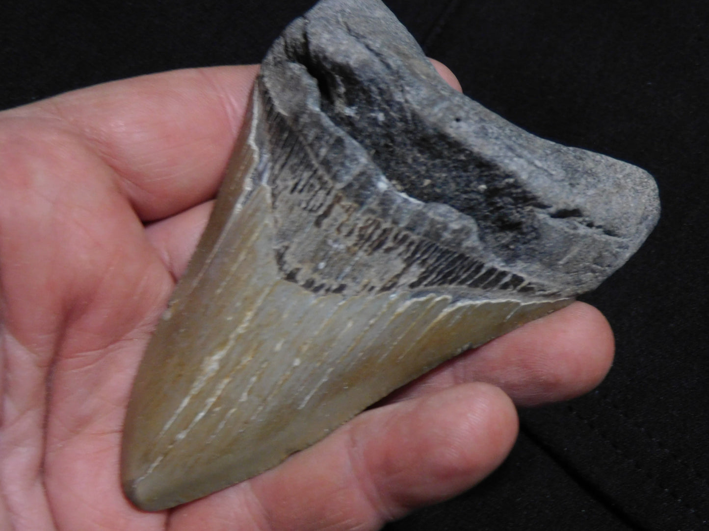 3.9 inch Megalodon Tooth