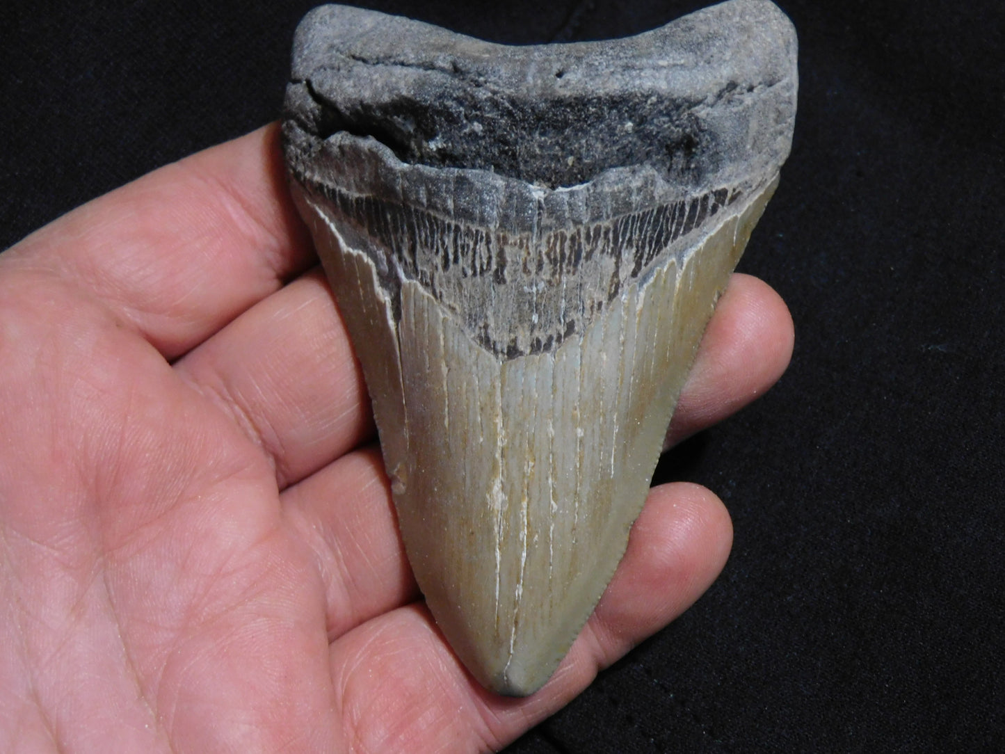 3.9 inch Megalodon Tooth
