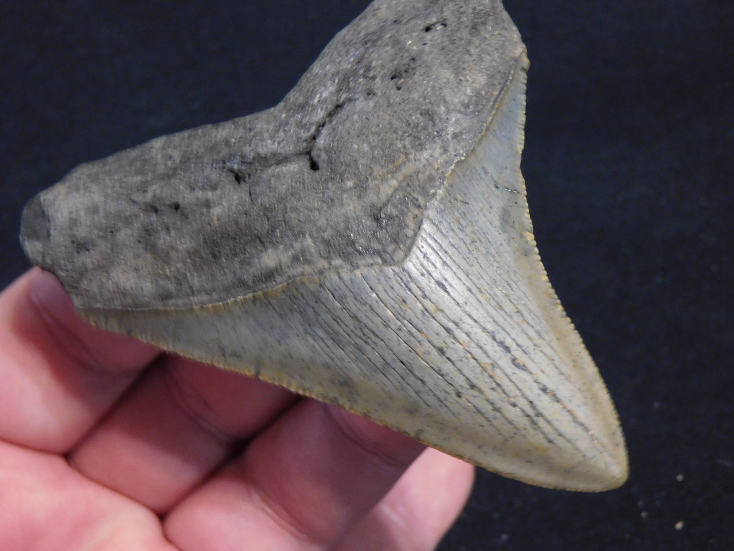 3.6 inch Megalodon Tooth