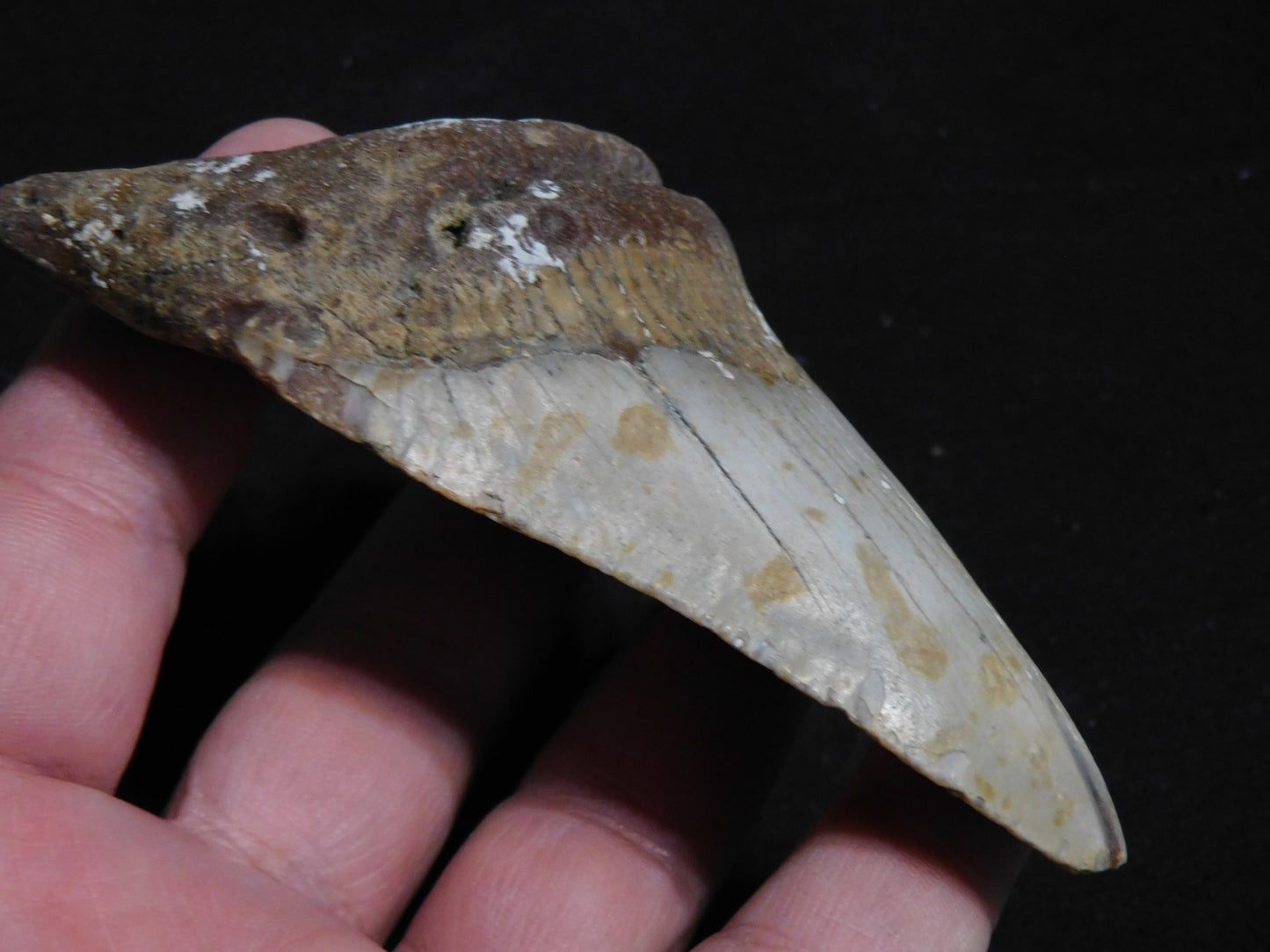 4.1 inch Megalodon Tooth with Barnacle